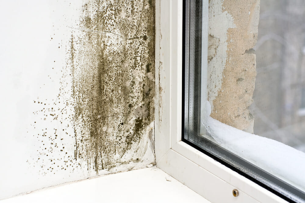 mold near windows