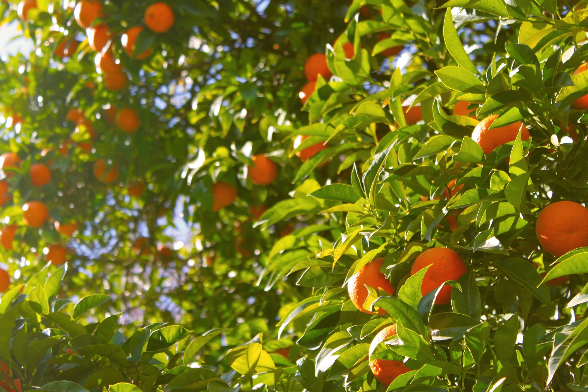 orange-tree-1149584_1920